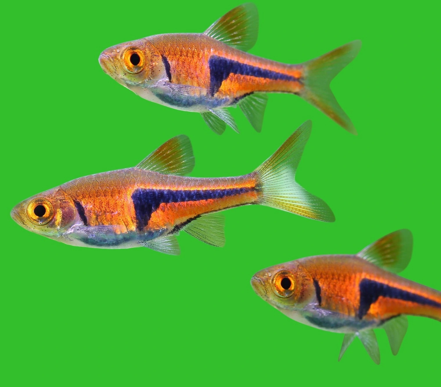 Rasbora espei - Trigonostigma espei